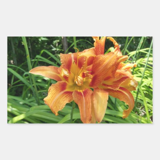 Sticker Rectangulaire Orange Daylily Flowers Horizontal (Devant)