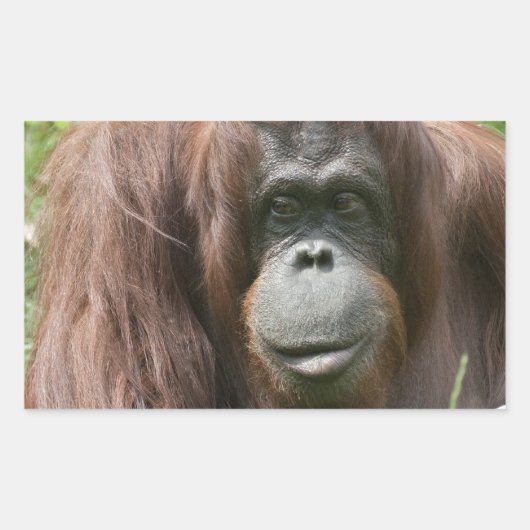 Sticker Rectangulaire Orangoutan (Devant)