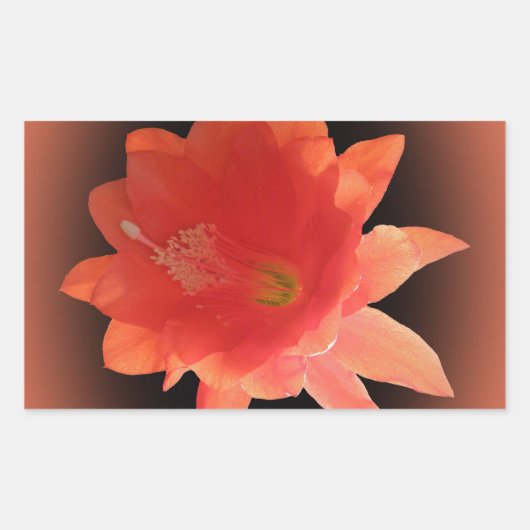 Sticker Rectangulaire Orchidée Cactus - Epiphyllum Ackermannii - Blossom (Devant)