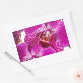 Sticker Rectangulaire Orchidée de Dendrobium de roses indien - arrière - (Enveloppe)
