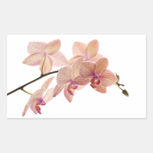 Sticker Rectangulaire Orchidée Dendrobium rose et Pêche - Customisée