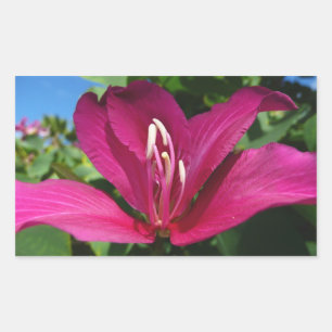 Sticker Rectangulaire Orchidée Fleurie tropicale Florale
