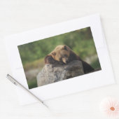 Sticker Rectangulaire ours (Enveloppe)
