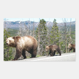Sticker Rectangulaire Ours grizzli sauvage Mama et petits dans Yellowsto