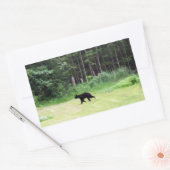 Sticker Rectangulaire Ours noir (Enveloppe)