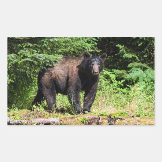 Sticker Rectangulaire Ours noir Alpha (Devant)