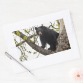 Sticker Rectangulaire Ours noir Escalade (Enveloppe)