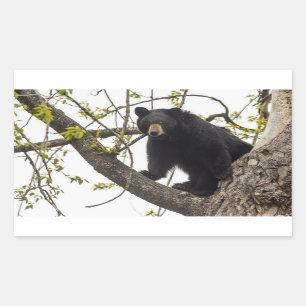 Sticker Rectangulaire Ours noir Escalade