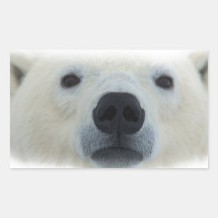 Sticker Rectangulaire Ours polaire