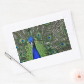Sticker Rectangulaire Pacock (Enveloppe)