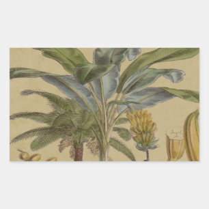Sticker Rectangulaire Palm Antique Fruit Tropical Art Botanique