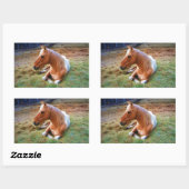 Sticker Rectangulaire Palomino Pinto Cheval Repose d'oeuvres (Feuille)