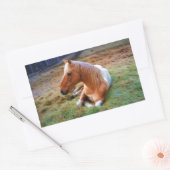 Sticker Rectangulaire Palomino Pinto Cheval Repose d'oeuvres (Enveloppe)
