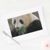 Sticker Rectangulaire Panda Bear Hugs (Enveloppe)