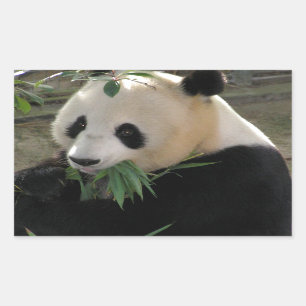 Sticker Rectangulaire Panda Bear Hugs