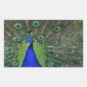 Sticker Rectangulaire Paon