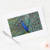 Sticker Rectangulaire Paon mâle coloré (Enveloppe)