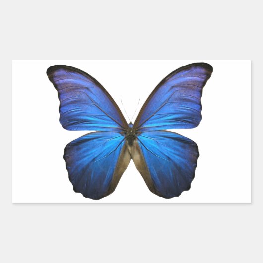 Sticker Rectangulaire Papillon bleu radiant (Devant)
