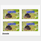 Sticker Rectangulaire Papillon morpho bleu sur une orchidée de marais (Feuille)