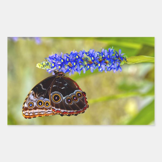 Sticker Rectangulaire Papillon morpho bleu sur une orchidée de marais (Devant)