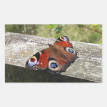 Papillon Peacock
