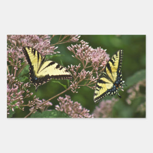 Sticker Rectangulaire Papillons à queue de tigre sur Joe Pye Weed