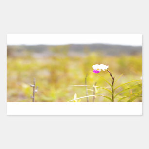 Sticker Rectangulaire Parc national des volcans d'orchidées tropicales d