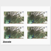 Sticker Rectangulaire Peacock Bird Plumd et Albino Peahen Photo (Feuille)