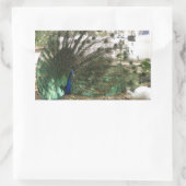 Sticker Rectangulaire Peacock Bird Plumd et Albino Peahen Photo (Sac)