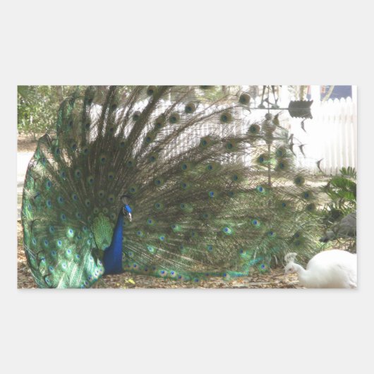 Sticker Rectangulaire Peacock Bird Plumd et Albino Peahen Photo (Devant)