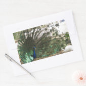 Sticker Rectangulaire Peacock Bird Plumd et Albino Peahen Photo (Enveloppe)