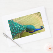 Sticker Rectangulaire Peacock bleu dans l'herbe (Enveloppe)