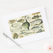 Sticker Rectangulaire Pêche scientifique vintage (Enveloppe)