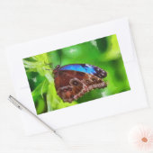 Sticker Rectangulaire Peinture à papillon (Enveloppe)