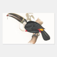 Peinture animalière d'antiquités Toucans