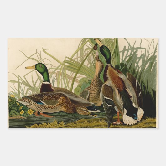 Sticker Rectangulaire Peinture d'oiseaux de Mallard Duck Audubon (Devant)