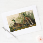 Sticker Rectangulaire Peinture d'oiseaux de Mallard Duck Audubon (Enveloppe)