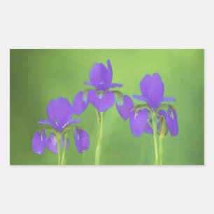 Sticker Rectangulaire Peinture Iris Violet - Art Fleur Originale