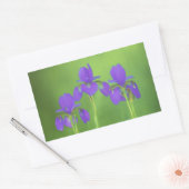 Sticker Rectangulaire Peinture Iris Violet - Art Fleur Originale (Enveloppe)