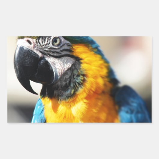 Sticker Rectangulaire perroquet (Devant)