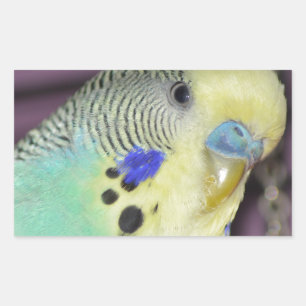 Sticker Rectangulaire Perruche masculine de Budgie/