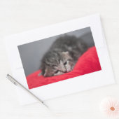 Sticker Rectangulaire Petit chaton (Enveloppe)
