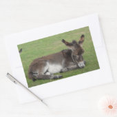 Sticker Rectangulaire Petit poulain d'âne brun mignon (Enveloppe)