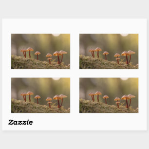 Sticker Rectangulaire Petits champignons Photo nature