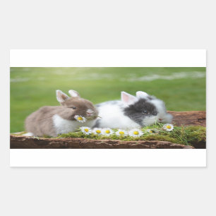 Sticker Rectangulaire Petits lapins avec des marguerites
