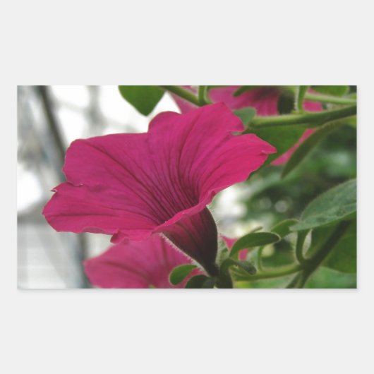 Sticker Rectangulaire Petunia (Devant)