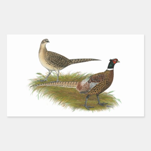 Sticker Rectangulaire Pheasant : Paire Ringneck (Devant)