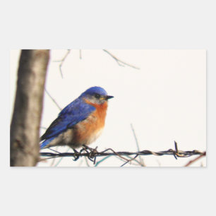 Sticker Rectangulaire Photo de Bluebird de l'Est