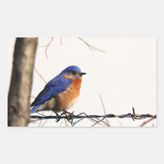 Sticker Rectangulaire Photo de Bluebird de l'Est (Devant)