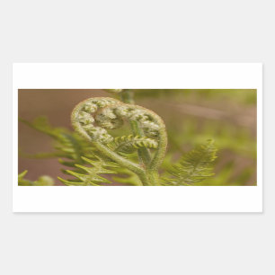 Sticker Rectangulaire Photo de coeur de fougère de Fiddlehead